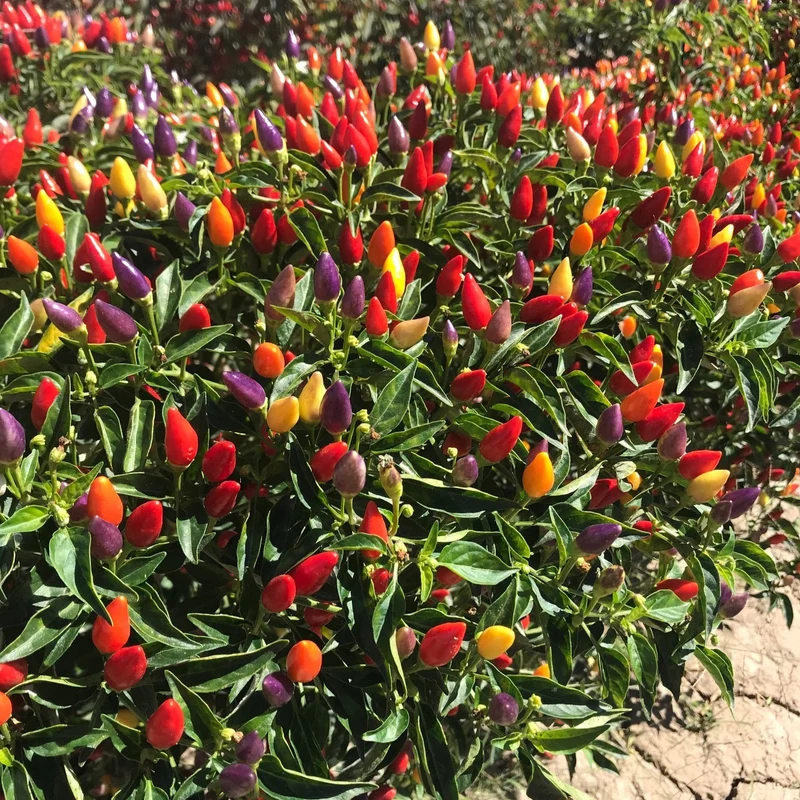 Chilli Santa Fe Grande Seeds for Planting and Gardening Organic Seed Collection