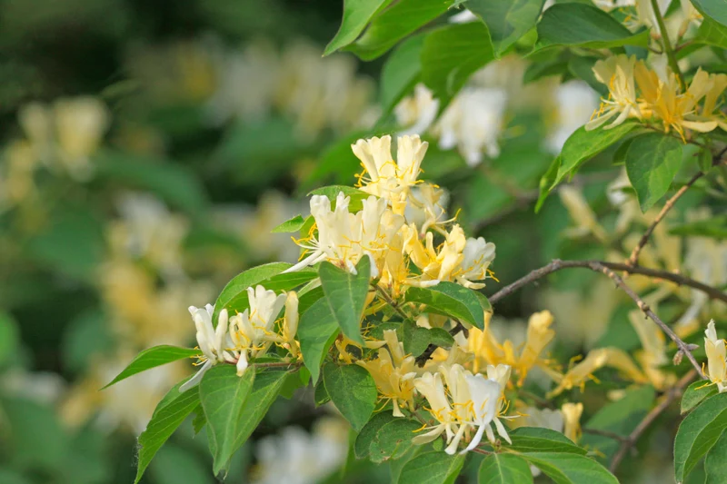 Chèvrefeuille arbustif ‘Clavey's Dwarf’ ( Lonicera ‘Clavey's Dwarf’)