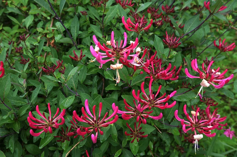 Chèvrefeuille arbustif ‘Hack's Red’ ( Lonicera ‘Hack's Red’)