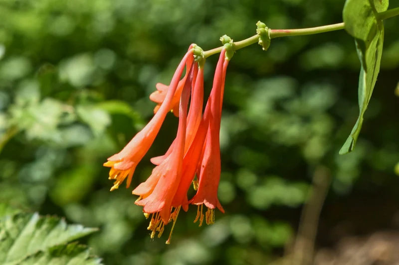 Chèvrefeuille toujours vert ‘Major Wheeler’ ( Lonicera sempervirens ‘Major Wheeler’)