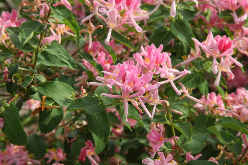 Chèvrefeuille de Tartarie ( Lonicera tatarica )