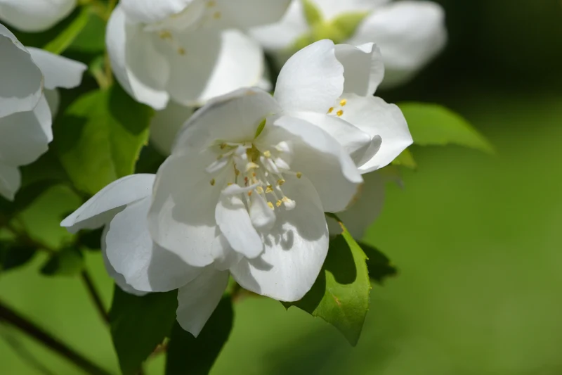 Seringat ‘Virginalis’ ( Philadelphus ‘Virginalis’)
