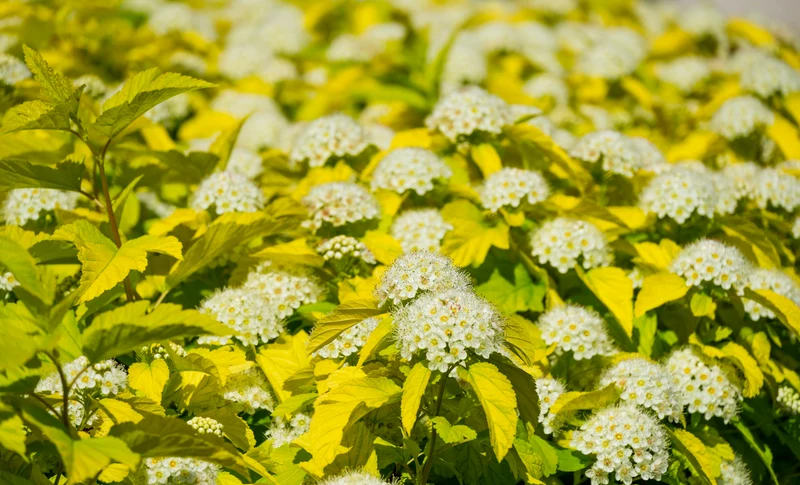 Physocarpe ‘Golden Nugget’ ( Physocarpus opulifolius ‘Golden Nugget’)