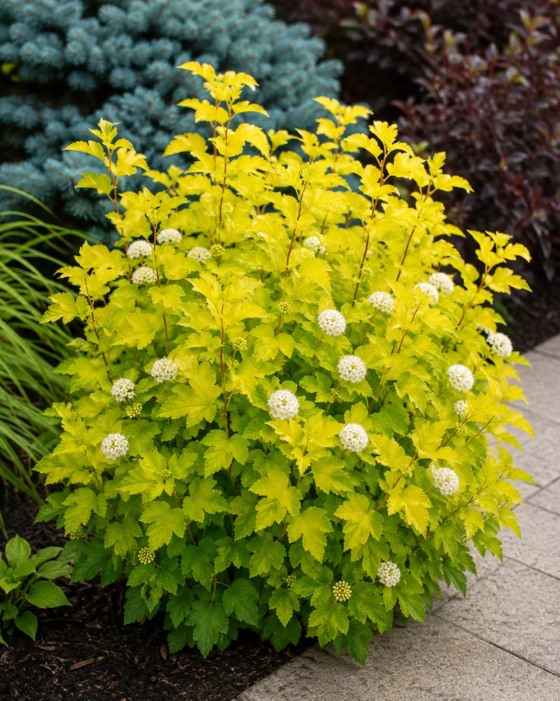Physocarpe ‘Lemon Candy’ ( Physocarpus opulifolius ‘Lemon Candy’)