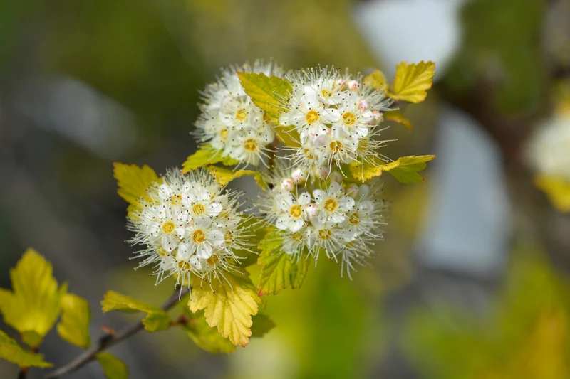 Physocarpe ‘Luteus’ ( Physocarpus opulifolius ‘Luteus’)