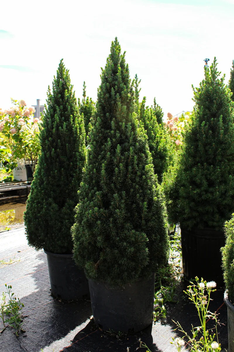 Épinette blanche ‘Jean's Dilly’ ( Picea glauca ‘Jean's Dilly’)