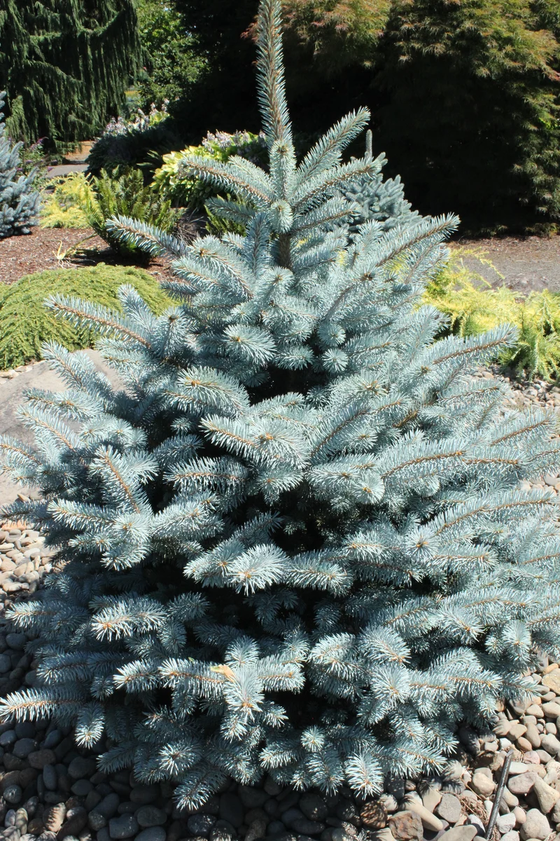 Épinette bleue du Colorado ‘Monty’ ( Picea pungens ‘Monty’)