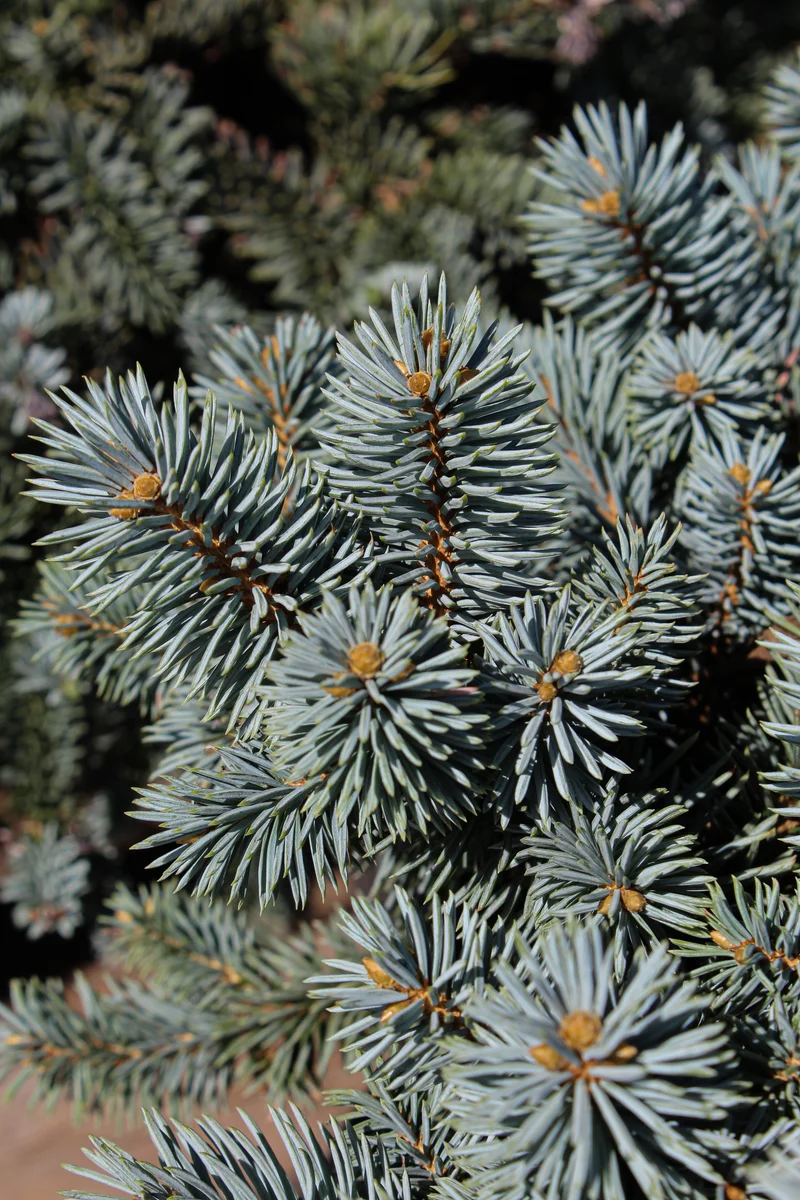 Épinette bleue du Colorado ‘Moonstone’ ( Picea pungens ‘Moonstone’)