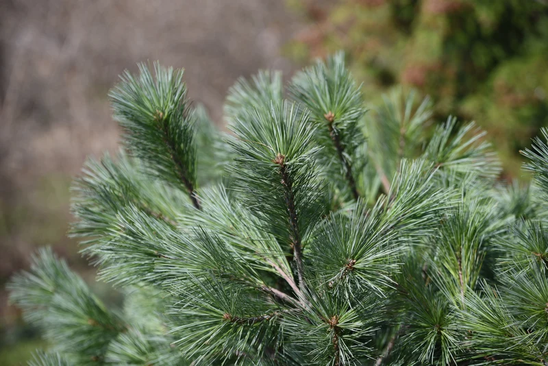 Pin blanc de l’Est ‘Blue Shag’ ( Pinus strobus ‘Blue Shag’)
