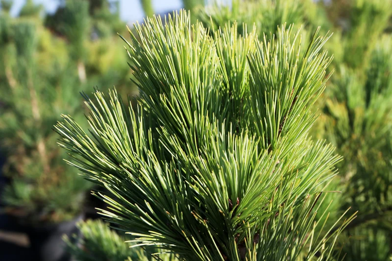 Pin blanc de l’Est ‘Macopin’ ( Pinus strobus ‘Macopin’)