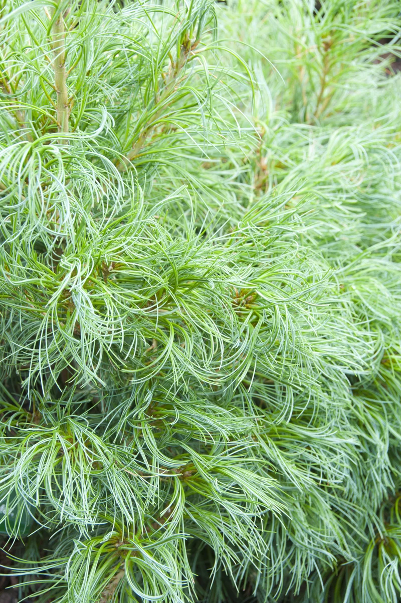 Pin blanc de l’Est ‘Mini Twists’ ( Pinus strobus ‘Mini Twists’)