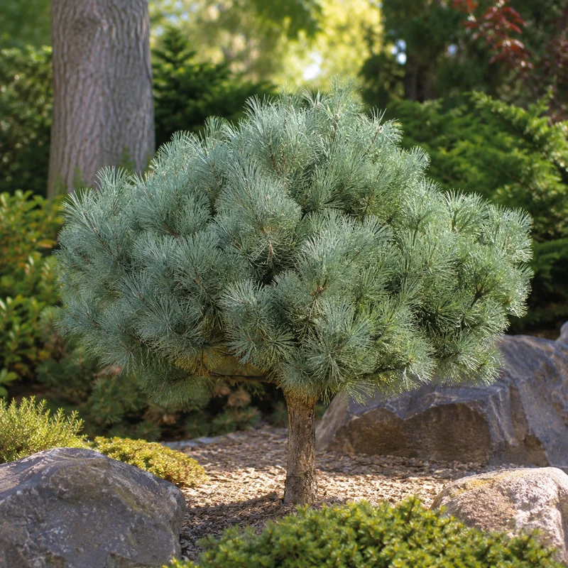 Pin sylvestre nain bleuté ‘Glauca Nana’ ( Pinus sylvestris ‘Glauca Nana’)