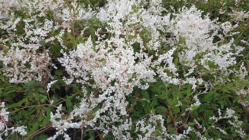 Renouée d’Aubert ( Polygonum aubertii )