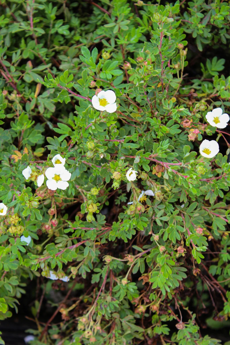Potentille arbustive ‘Abbotswood’ ( Potentilla fruticosa ‘Abbotswood’)