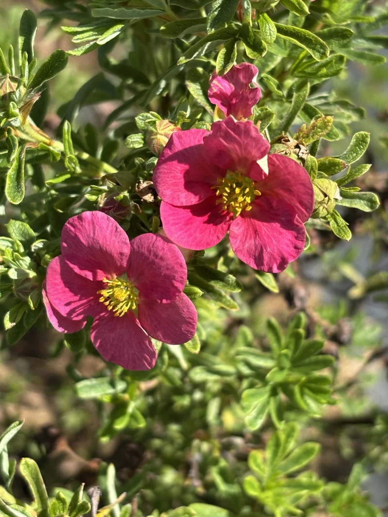 Potentille arbustive ‘Bella Bellissima’ ( Potentilla fruticosa ‘Bella Bellissima’)