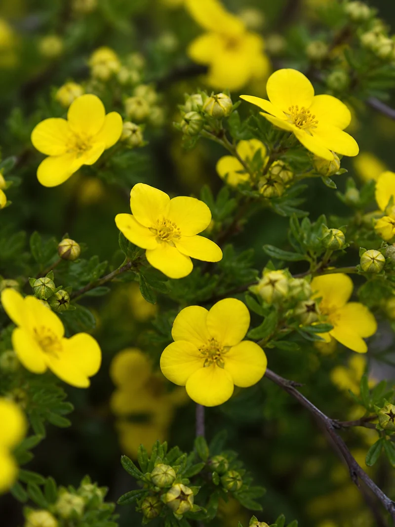 Potentille arbustive ‘Dakota Sunspot’ ( Potentilla fruticosa ‘Dakota Sunspot’)