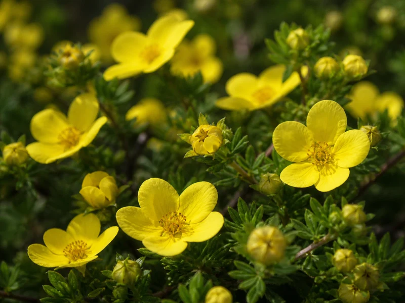 Potentille arbustive ‘Little Pot Of Gold’ ( Potentilla fruticosa ‘Little Pot Of Gold’)