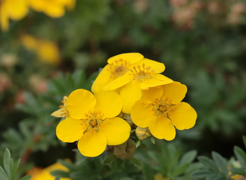 Potentille arbustive ‘Yellow Gem’ ( Potentilla fruticosa ‘Yellow Gem’)