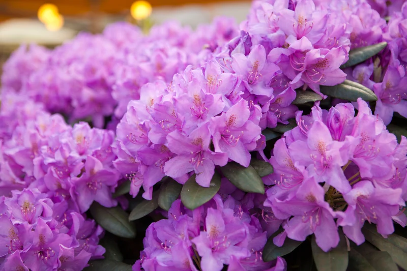 Rhododendron catawbiense ‘Grandiflorum’ ( Rhododendron catawbiense ‘Grandiflorum’)