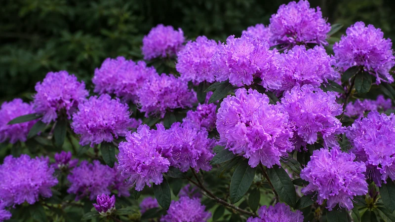 Rhododendron ‘P.J.M.’ ( Rhododendron ‘P.J.M.’)