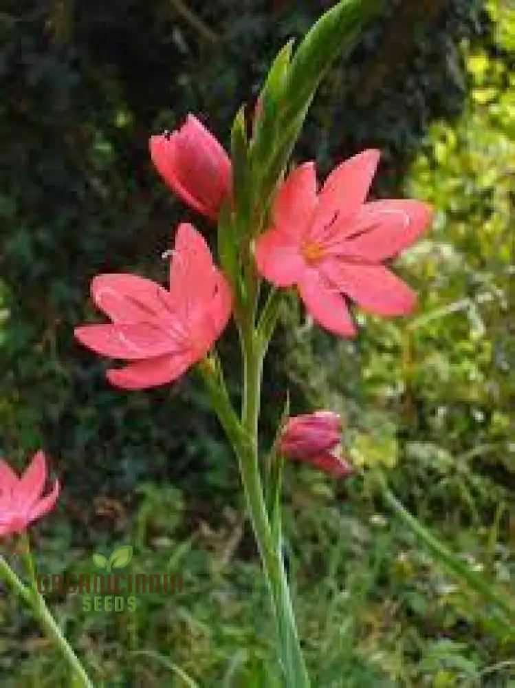 Schizostylis Coccinea 'Deep Pink' Seeds for Planting - Premium Quality Flower Seeds for Gardening Enthusiasts
