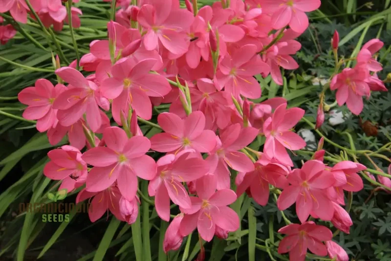 Schizostylis Coccinea 'Deep Pink' Seeds for Planting - Premium Quality Flower Seeds for Gardening Enthusiasts