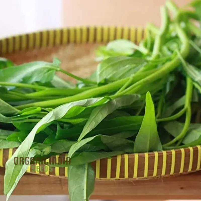 Kangkong - Water Spinach - Bamboo Leaf Seeds for Planting and Gardening