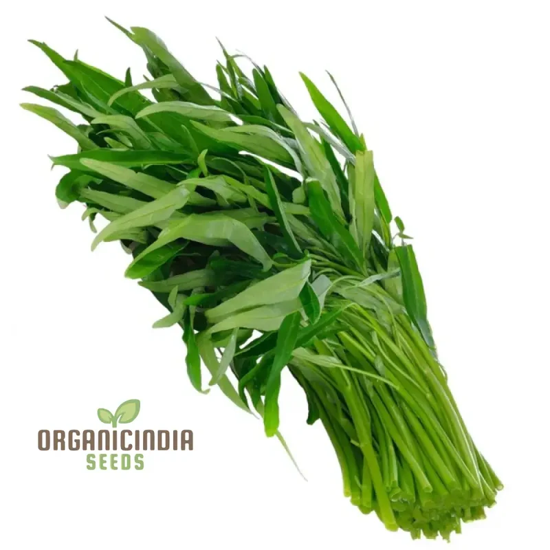 Kangkong - Water Spinach - Bamboo Leaf Seeds for Planting and Gardening