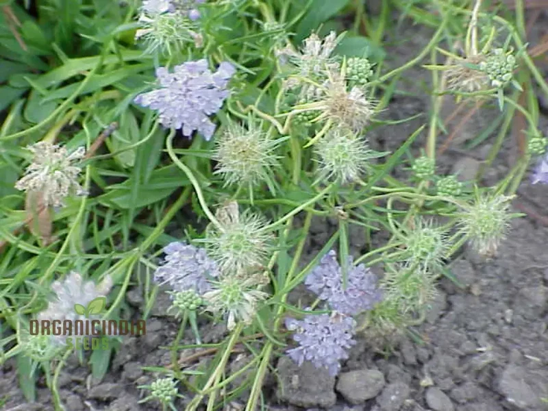 Scabiosa Vestita Flower Seeds for Planting -Quality Seeds for Gardening