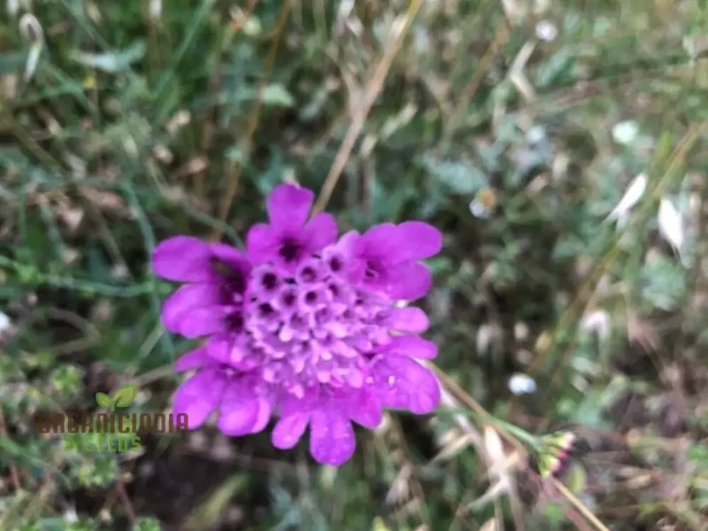Scabiosa Vestita Flower Seeds for Planting -Quality Seeds for Gardening