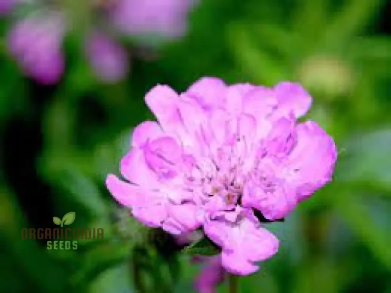 Scabiosa Vestita Flower Seeds for Planting -Quality Seeds for Gardening