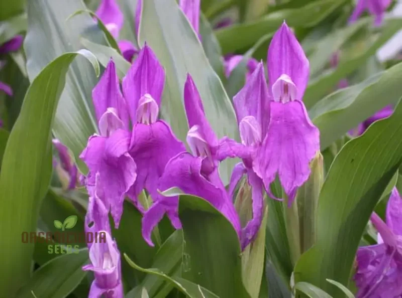 Roscoea Purpurea var. Procera Flower Seeds For Planting