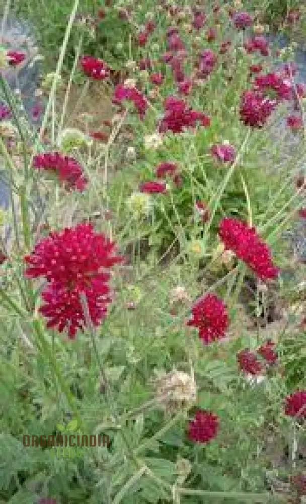 Scabiosa Rumelica Seeds - Premium Garden Planting | Rare Perennial Flower Seeds for Gardening Enthusiasts