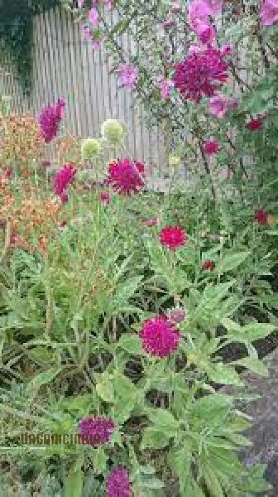 Scabiosa Rumelica Seeds - Premium Garden Planting | Rare Perennial Flower Seeds for Gardening Enthusiasts