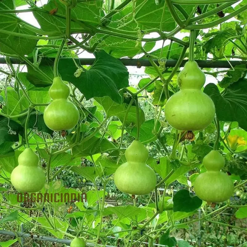 Gourd - Tiny Bottle Seeds | Perfect for Planting & Gardening | Premium Quality Seeds for Your Home Garden