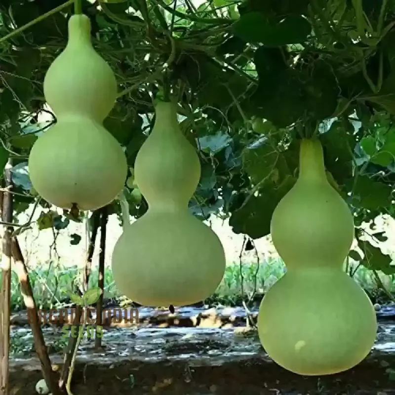Gourd - Tiny Bottle Seeds | Perfect for Planting & Gardening | Premium Quality Seeds for Your Home Garden