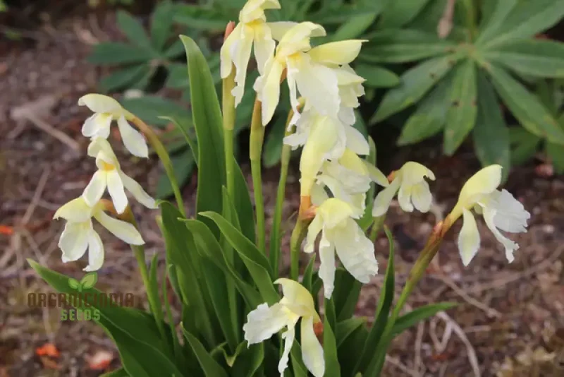 Roscoea Cautleyioides Flower Seeds For Planting, Your Ultimate Guide to Planting and Growing Elegant
