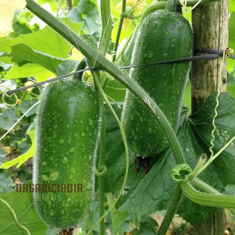 Gourd - Lai Jud F1 Seeds for Planting and Gardening | Buy Organic Seeds Online