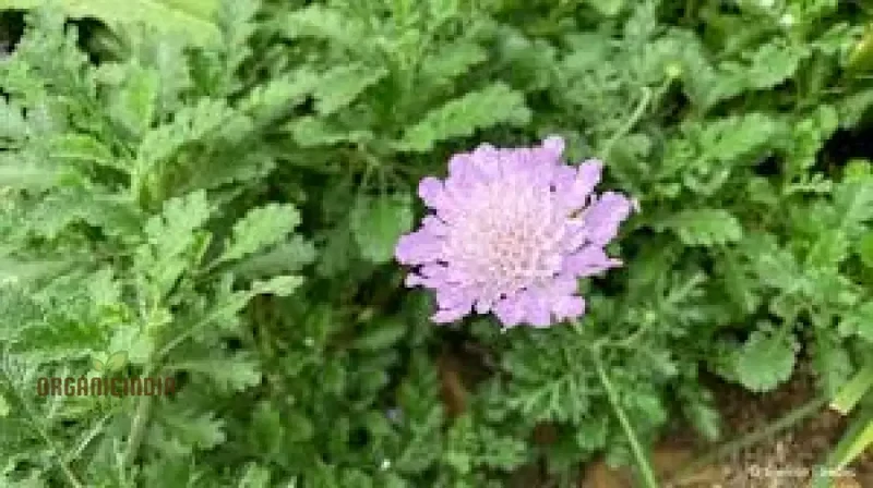 Scabiosa Incisa Seeds - Premium Gardening Seeds for Beautiful Garden Blooms | Buy Scabiosa Incisa Seeds Online
