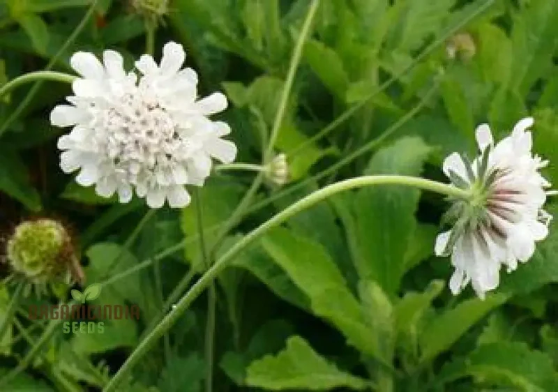 Scabiosa Drakensbergensis Seeds - Hardy Perennial for Gardening Enthusiasts | Premium Quality Seeds