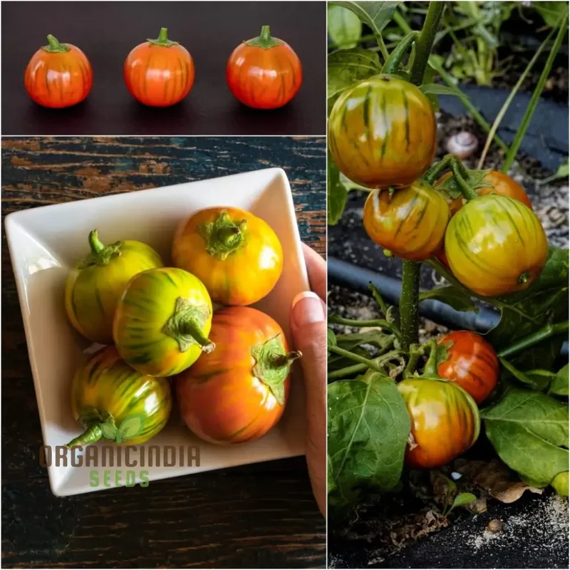 Eggplant Turkish Orange Seeds - Premium Quality for Planting and Gardening