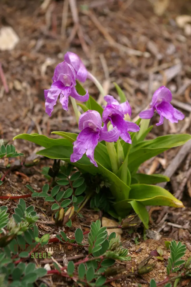Roscoea Alpina Flower Seeds For Planting, How to Grow Gorgeous Alpine Perennials