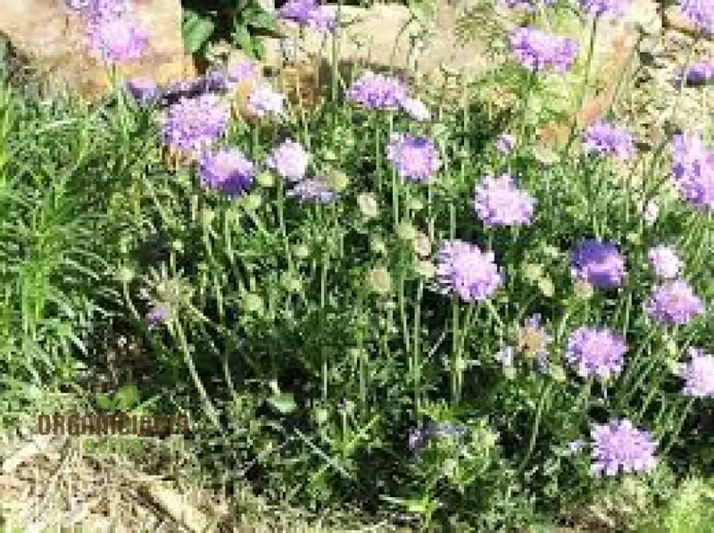 Scabiosa Columbaria 'Misty Butterflies' Seeds | Gardening Perennials for Butterfly Gardens