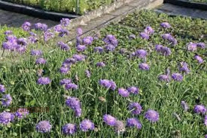 Scabiosa Columbaria 'Misty Butterflies' Seeds | Gardening Perennials for Butterfly Gardens