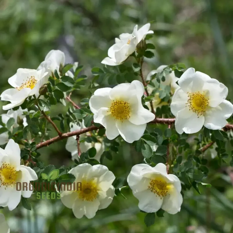 Rosa Spinosissima Flower Seeds For Planting, How to Grow Gorgeous, Hardy Wild Roses with Expert Tips for Planting, Care, and Gardening Success