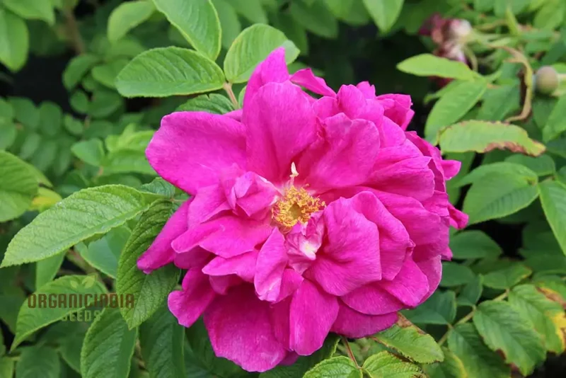 Rosa Rugosa Hansa Seeds – Hardy Garden Shrub