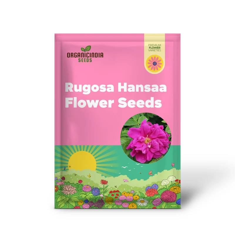 Rosa Rugosa Hansa Seeds – Hardy Garden Shrub