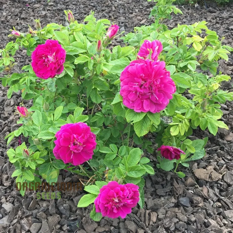 Rosa Rugosa Hansa Seeds – Hardy Garden Shrub