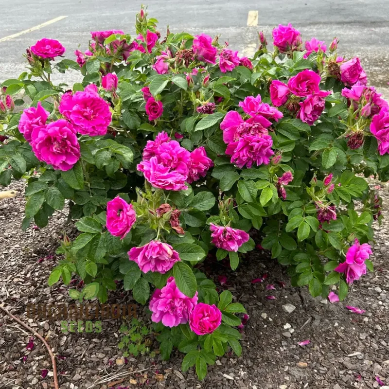 Rosa Rugosa Hansa Seeds – Hardy Garden Shrub