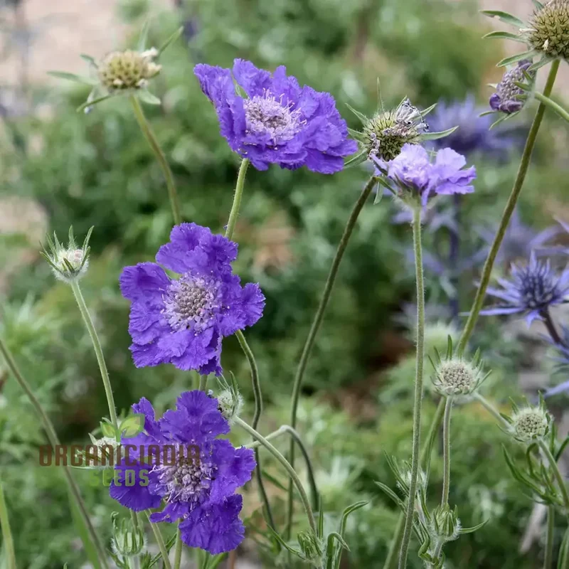 Scabiosa Caucasia 'Fama Deep Blue' Seeds - Premium Gardening Seeds for Beautiful Deep Blue Flowers